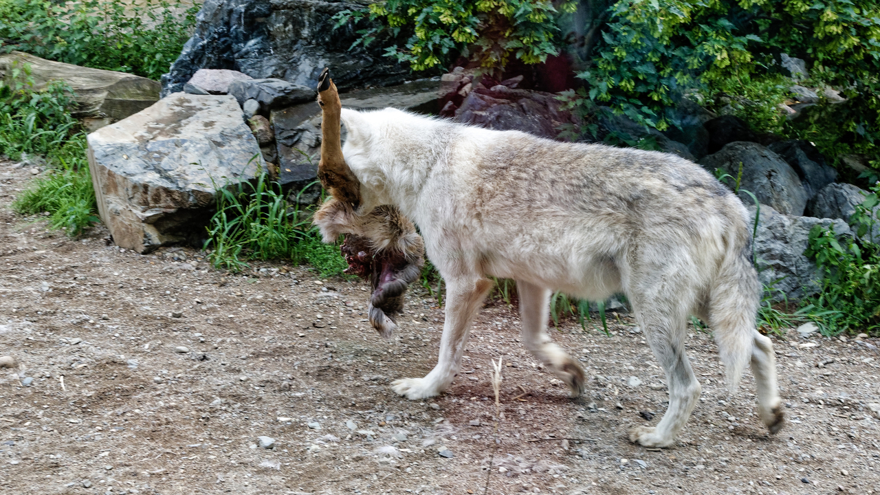 20190807-120621•International Wolf Center•Ely•Minnesota•USA